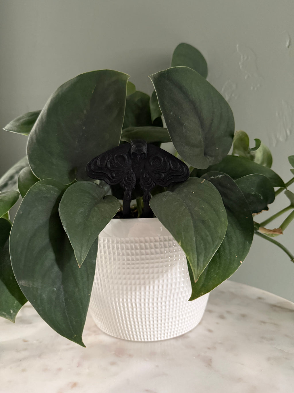 Moth Plant Stake