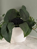 Moth Plant Stake