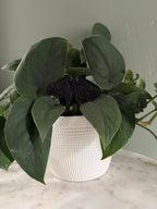 Moth Plant Stake