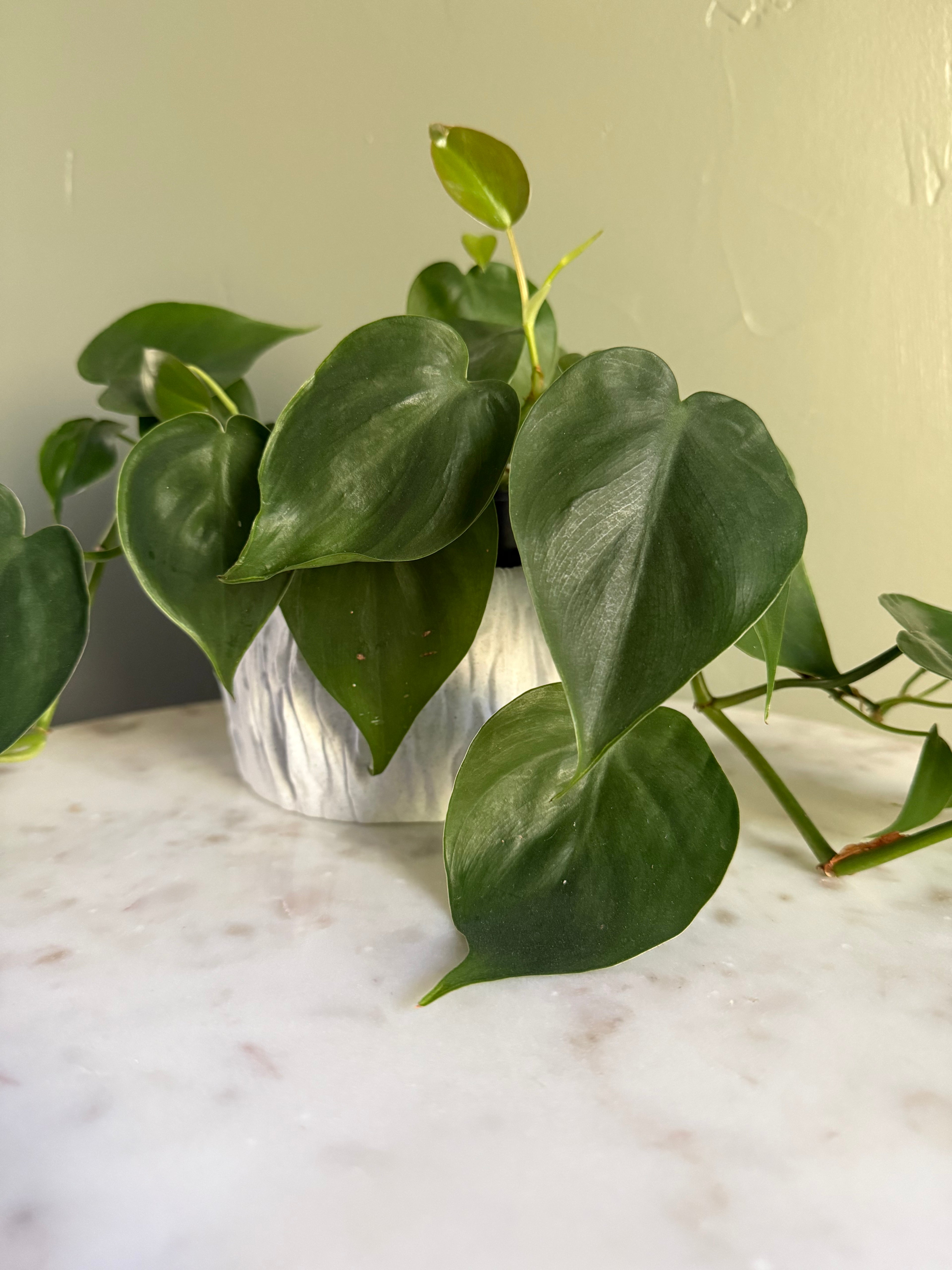 Rock Planter