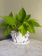 Mushroom Planter