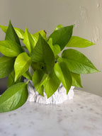 Crystal Planter